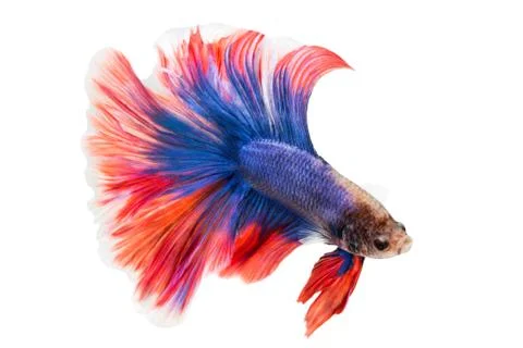 Siamese fighting fish , betta isolated on white background. Stock Photos