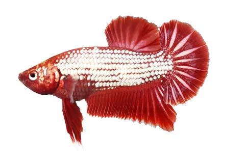 Siamese fighting fish , betta isolated Stock Photos
