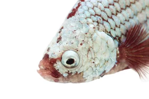 Siamese fighting fish , betta isolated on white background. Stock Photos