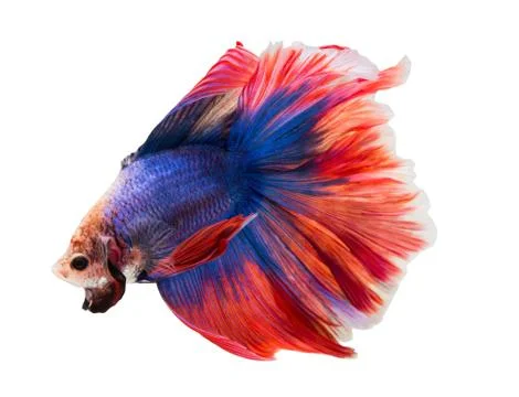 Siamese fighting fish , betta isolated on white background. Stock Photos