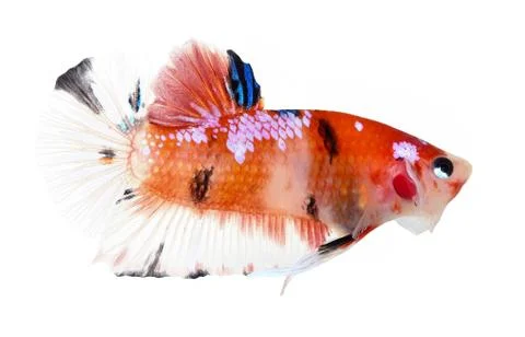 Siamese fighting fish , betta isolated Stock Photos