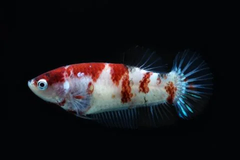 Siamese fighting fish , betta isolated Stock Photos
