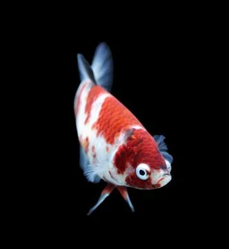 Siamese fighting fish , betta isolated Stock Photos