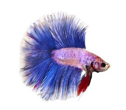 Siamese fighting fish , betta isolated Stock Photos