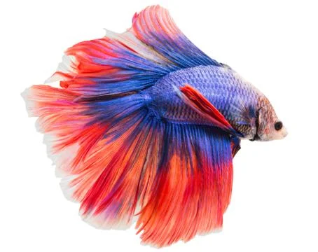 Siamese fighting fish , betta isolated on white background. Stock Photos