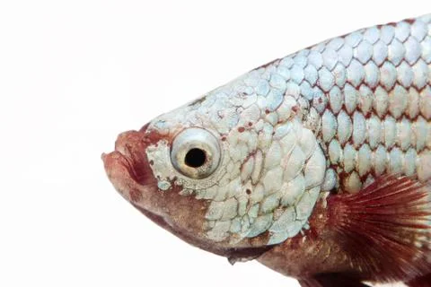 Siamese fighting fish , betta isolated on white background. Stock Photos