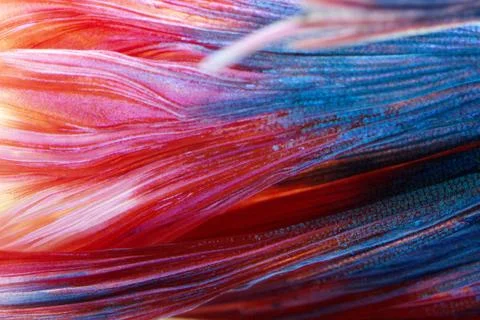 Siamese fighting fish , betta isolated on white background. Stock Photos