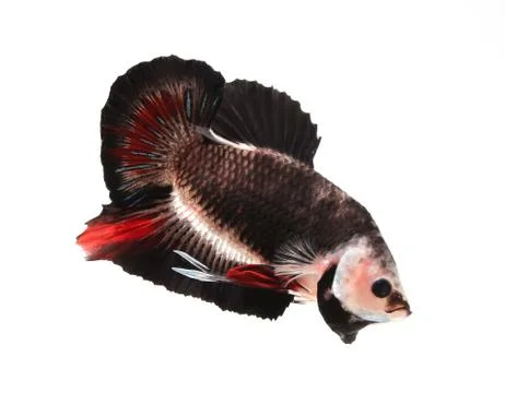 Siamese fighting fish, betta isolated on white background. Stock Photos