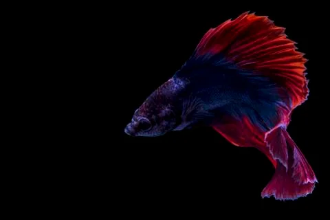 Siamese fighting fish, betta isolated on black background. Stock Photos