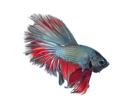 Siamese fighting fish, betta isolated on white background. Foto stock