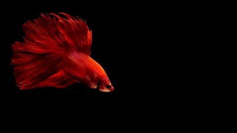 Siamese fighting fish betta slow motion Stock Footage 106365601