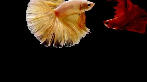 Siamese fighting fish betta slow motion Stock Footage 106404627