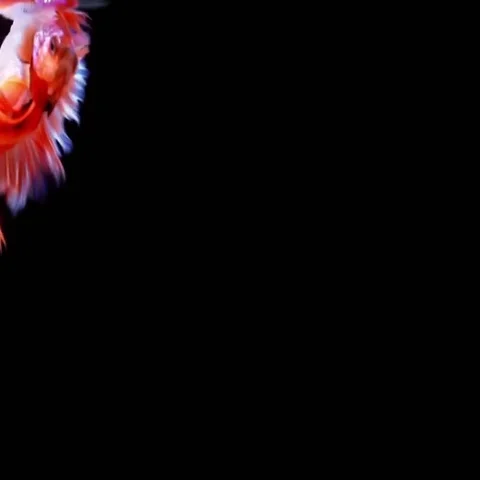 Siamese Fighting Fish Betta Splendens Stock Footage 69511340