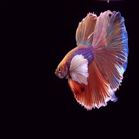 Siamese Fighting Fish Betta Splendens Video stock 69542706