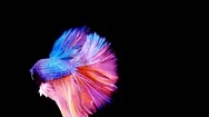 Siamese Fighting Fish Betta Splendens Stock Footage
