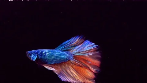 Siamese Fighting Fish Betta Splendens Stock Footage 76837710
