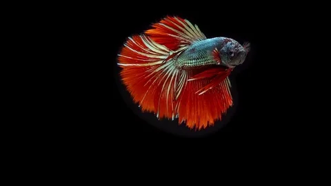 Siamese Fighting Fish Betta Splendens Stock Footage 99237070
