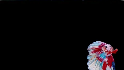 Siamese fighting fish (Betta splendens) Stock Footage 125300178