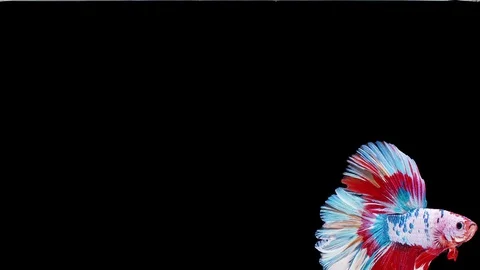 Siamese fighting fish (Betta splendens) Stock Footage 125300670