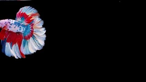 Siamese fighting fish (Betta splendens) Stock Footage 125301674