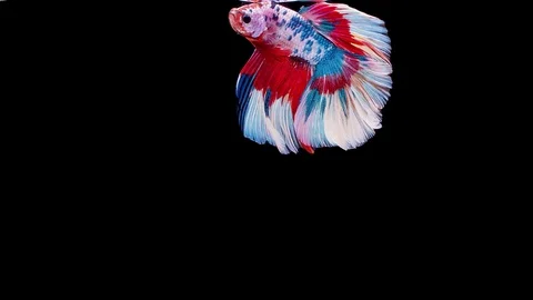 Siamese fighting fish (Betta splendens) Stock Footage 125301900