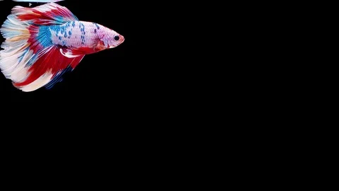 Siamese fighting fish (Betta splendens) Stock Footage 125302014