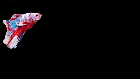 Siamese fighting fish (Betta splendens) Stock Footage 125302104