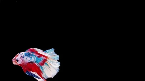 Siamese fighting fish (Betta splendens) Stock Footage 125302167