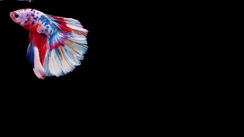 Siamese fighting fish (Betta splendens) Stock Footage 125302410