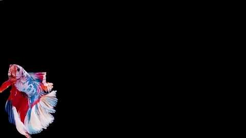 Siamese fighting fish (Betta splendens) Stock Footage 125302775