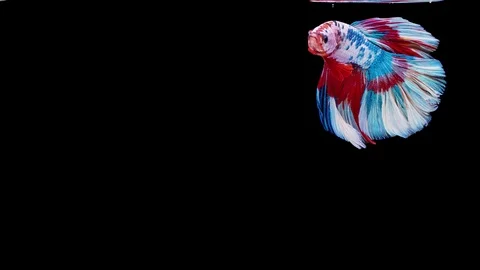 Siamese fighting fish (Betta splendens) Stock Footage 125302989