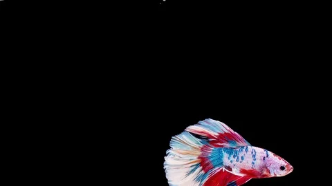 Siamese fighting fish (Betta splendens) Stock Footage 125303213