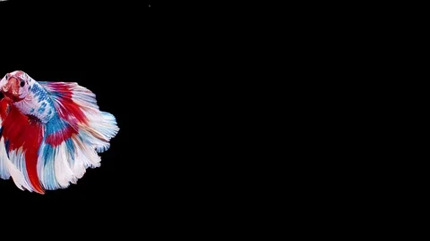 Siamese fighting fish (Betta splendens) Stock Footage 125303285