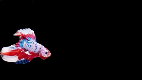 Siamese fighting fish (Betta splendens) Stock Footage 125303366