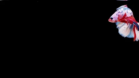 Siamese fighting fish (Betta splendens) Stock Footage 125303510