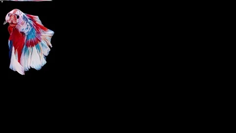 Siamese fighting fish (Betta splendens) Stock Footage 125303622