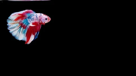 Siamese fighting fish (Betta splendens) Stock Footage 125303777