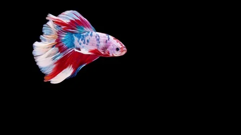 Siamese fighting fish (Betta splendens) Stock Footage 125303934