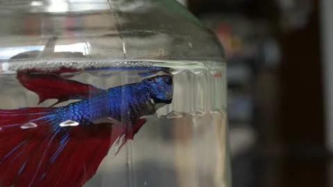 Siamese fighting fish Betta splendens swimming in jar aquarium Stock Footage 139388901