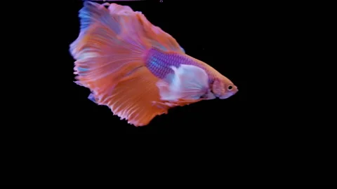 Siamese fighting fish Betta splendens Video stock 142271680