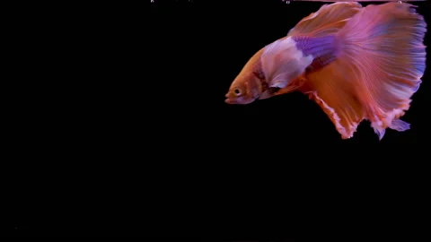 Siamese fighting fish Betta splendens Vídeo Stock 142272793