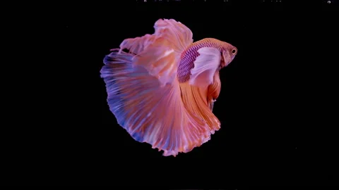 Siamese fighting fish Betta splendens 스톡 동영상 142272840