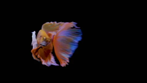 Siamese fighting fish Betta splendens 스톡 동영상 142273384