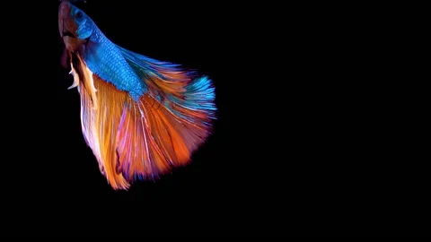 Siamese fighting fish Betta splendens Stock Footage 142273437