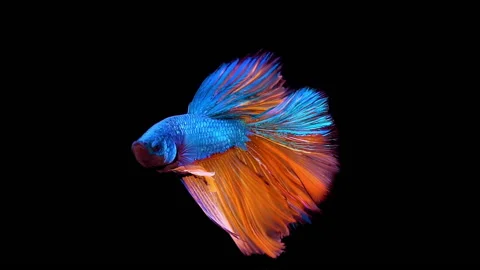Siamese fighting fish Betta splendens Stock Footage 142273724