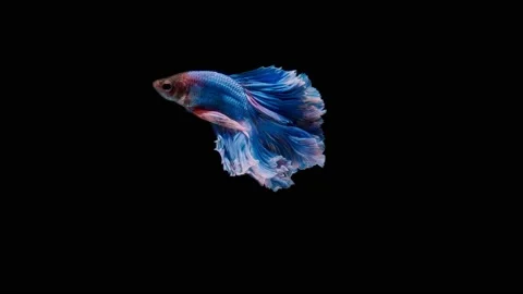 Siamese fighting fish (Betta splendens) Stock Footage 145111506