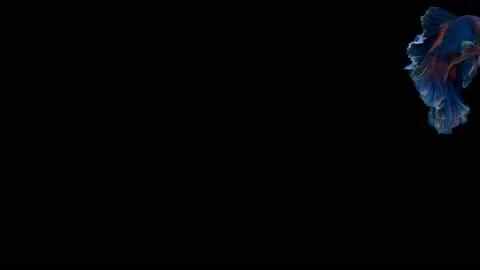 Siamese fighting fish (Betta splendens) Stock Footage 145111600