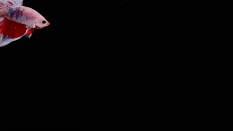 Siamese fighting fish (Betta splendens) Stock Footage 145111651