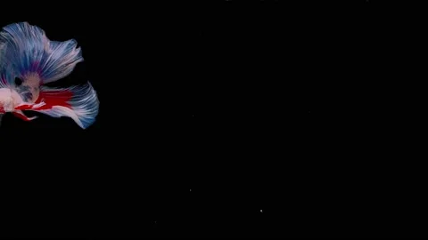 Siamese fighting fish (Betta splendens) Stock Footage 145111686
