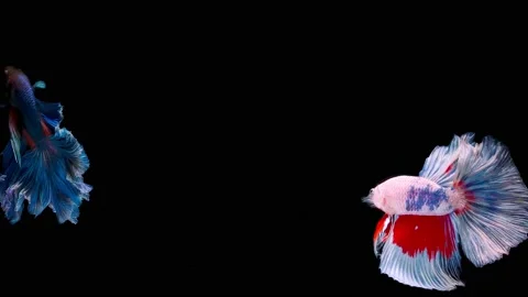 Siamese fighting fish (Betta splendens) Stock Footage 145111739